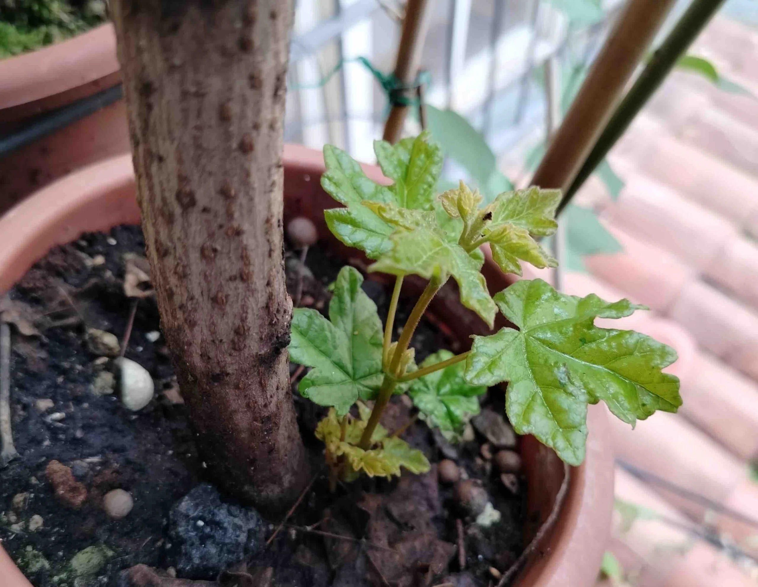 IMG 20230605 090813 scaled.jpg 1