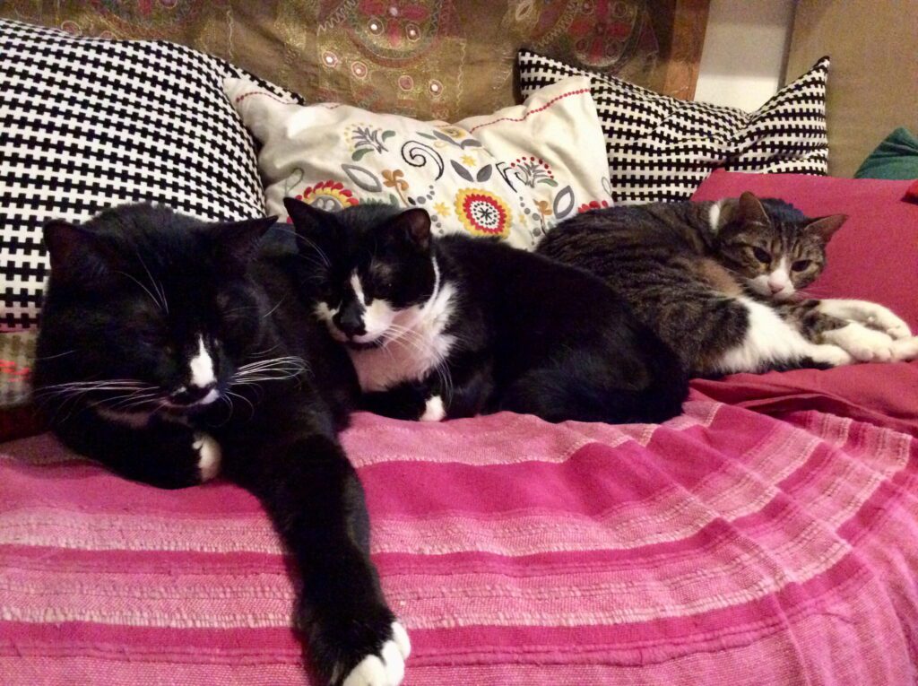 Gatti e l&rsquo;assenza